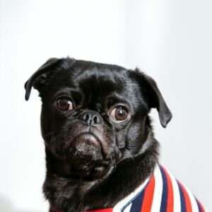 Interactive Cat Toy